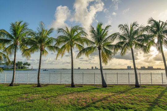 Row of coconut trees near the fence barrier against the oceanfront at Miami bay in Florida