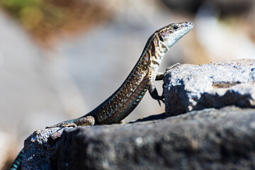Fototapeta premium Madeira lizard or Madeira wall lizard, Teira dugesii, Madeira, Portugal, Europe.