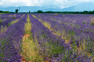 Naklejka na ściany i meble Overview of a lavender field in southern france.