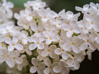 White Blooming Lilac Flowers in spring with blured background