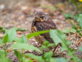 A fieldfare chick, Turdus pilaris, has left the nest and sitting on the spring lawn. A fieldfare...
