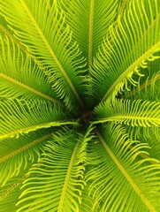 green fern leaf
