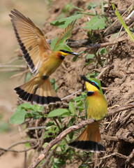 Little bee-eaters
