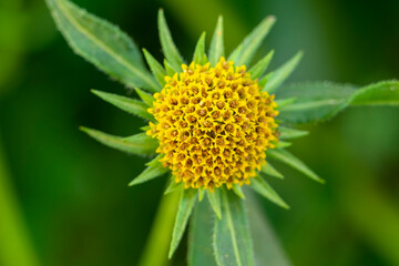 A closeup shot of beautiful yellow Helianthus tuberosus flowers.