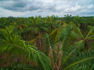 Aerial view of an African Palm tree with bud rot disease