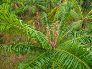 Aerial view of an African Palm tree with bud rot disease
