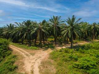 African Palm tree plantation in a sunny day in South America
