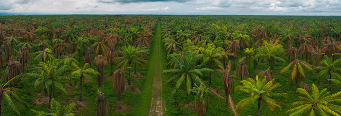 Aerial panorama of large African Palm tree plantation with disease in South America