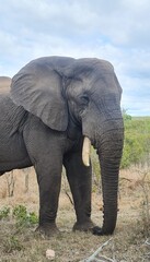 Obraz na płótnie Canvas African Elephant