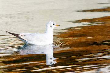 Black headed gull