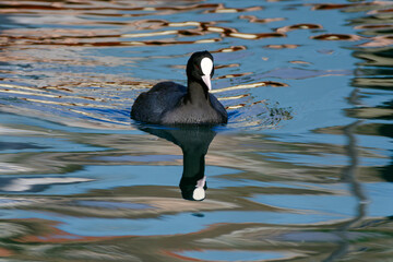 Eurasian Coot (Fulica atra) on the sea