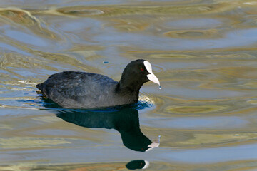 Eurasian Coot (Fulica atra) on the sea