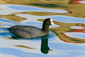 Eurasian Coot (Fulica atra) on the sea