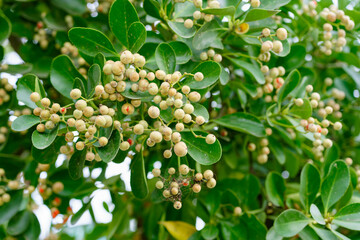 close up of a bunch of grapes