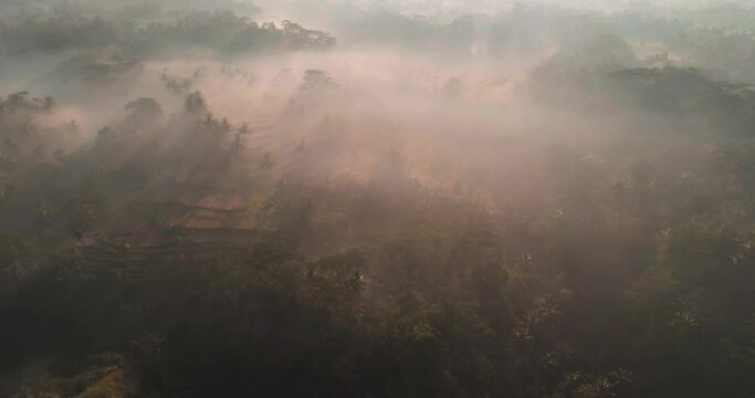 Rice terraces on slopes in tropical forest in Java, Indonesia. Beautiful sunrise with mist and sun rays visible. Aerial view, drone footage
