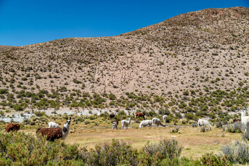 Llama in the mountains in the nature of South America