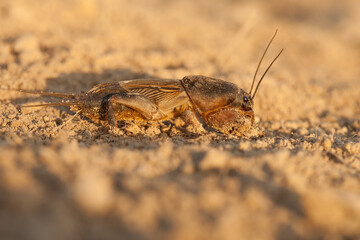 european mole cricket, Gryllotalpa gryllotalpa