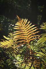 Yellow green fern leaf at autumn time with autumn light. Fern leaf in foreground