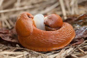 two snails copulating