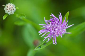 brown knapweed, brownray knapweed, Centaurea jacea, 