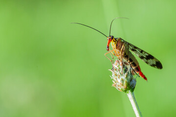common scorpionfly, Panorpa communis