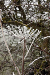 Dead Cow Parsnip flowers covered in frost, Derbyshire England
