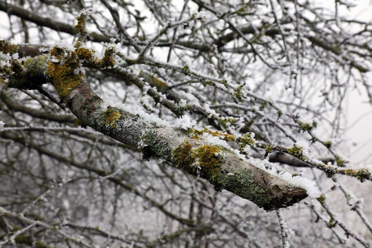Branch covered in ice crystals and Teloschistaceae fungi, Derbyshire England
