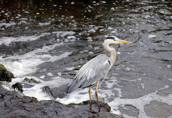 Grey Heron standing at the side of a stream, Nottinghamshire England
