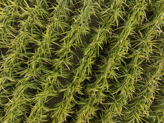 Aerial view of sugarcane plants growing at field