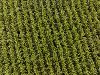 Aerial view of sugarcane plants growing at field