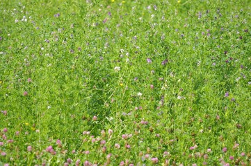 Luzerne Pflanzen in einer Wiese zeigen bunte Blüten im Sommer