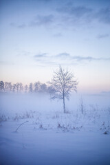Winter wonderland in Finland - 555394419