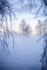 Winter wonderland in Finland - 555394425
