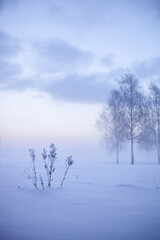 Winter wonderland in Finland - 555394442