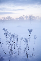 Winter wonderland in Finland - 555394443