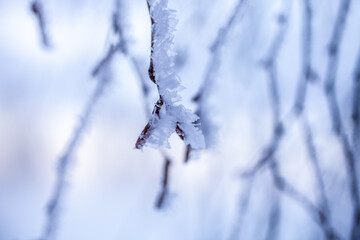 Frozen branch in winter wonderland - 555394462