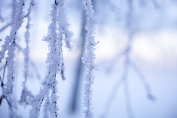 Frozen branch in winter wonderland - 555394467