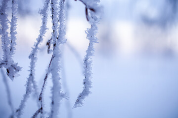 Frozen branch in winter wonderland - 555394482