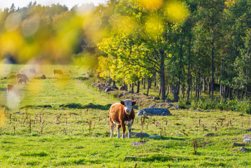 Cow in the field. Åland Islands, Finland