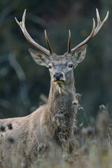 Portrait of young red deer with antlers standing in autumn woodland. Red deer, Cervus elaphus, wildlife, Slovakia.