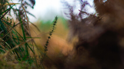 Macro de tiges de bruyère sauvages