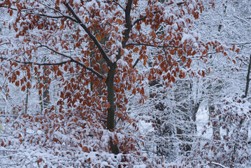 WHITE WINTER - Snow and frost on the leaves and on the trees in the park