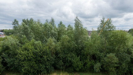 plein air over water with greenery