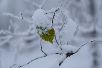 WHITE WINTER - Snow and frost on the leaves and on the trees in the park