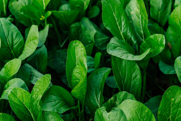 Green leaf vegetables for Asian cuisine, Choy sum or 