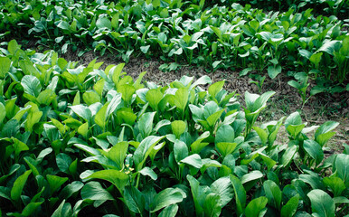 Green leaf vegetables for Asian cuisine, Choy sum or 