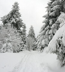 Biała, śnieżna zima na górskim szlaku w Beskidzie Śląskim - obrazy, fototapety, plakaty