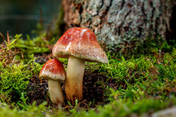 Hypholoma lateritium, sometimes called brick cap, chestnut mushroom, cinnamon cap, brick top, red woodlover or kuritake. This sideview of two mushrooms right at a dead tree stump in wet green moss.