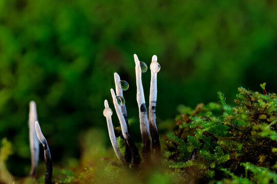 This fungus  is also known as the candlestick fungus, the candlesnuff fungus, carbon antlers, or the stag's horn fungus. This close up shows norning dew at the tips of this black and white mushroom