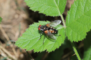 sarcophaga carnaria fly macro photo